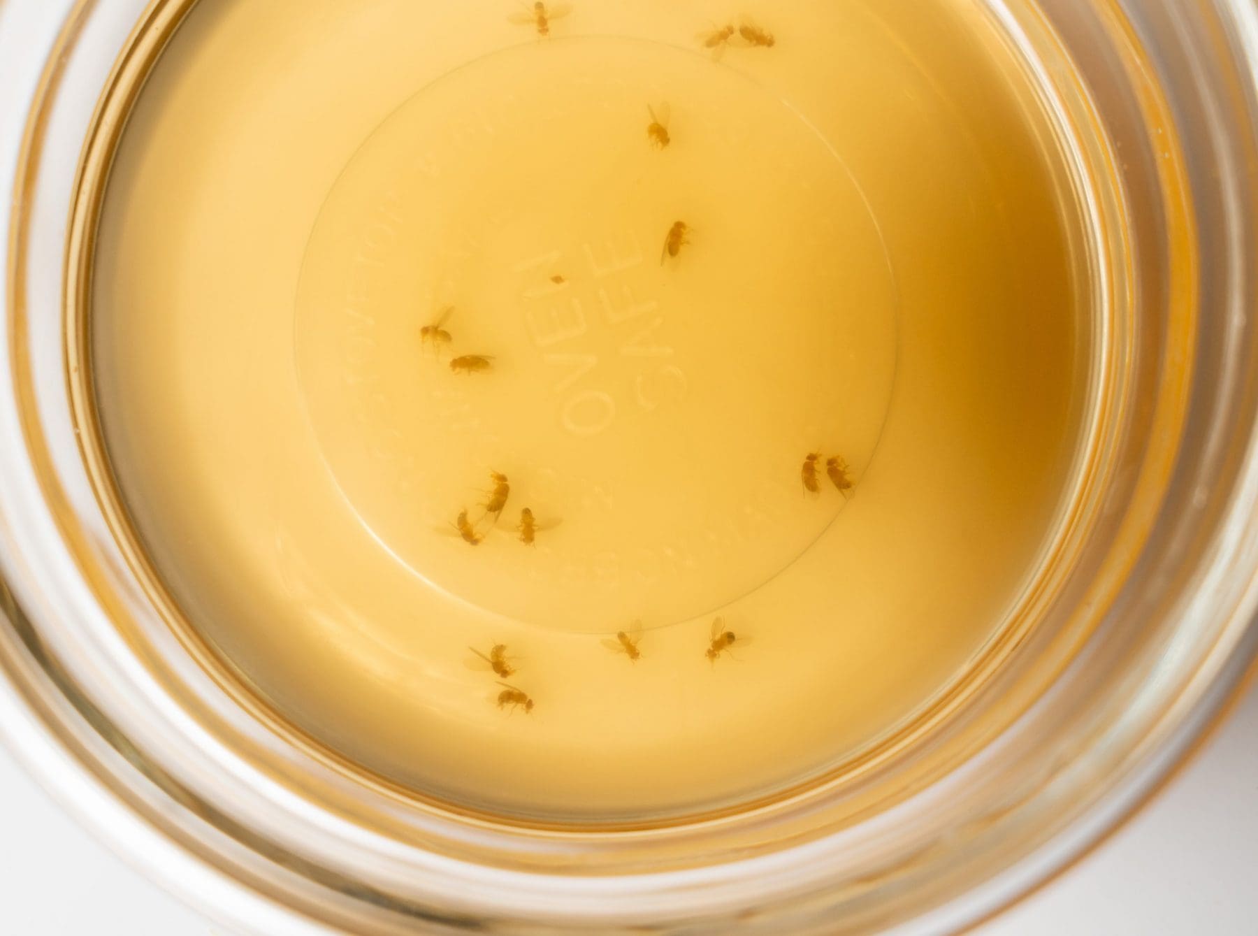 Home remedy for catching fruit flies and small insects with glass bowl of cider vinegar and drop of detergent