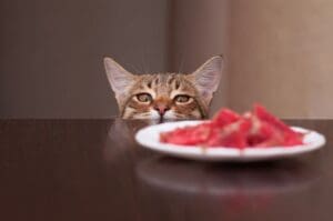 Cat peaking over brown table, looking at pink food on plate on table