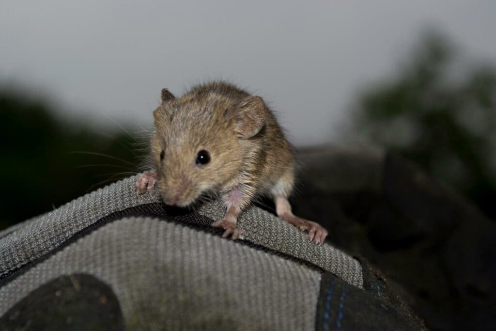 Close-Up Of A Rat Against Blurred Background