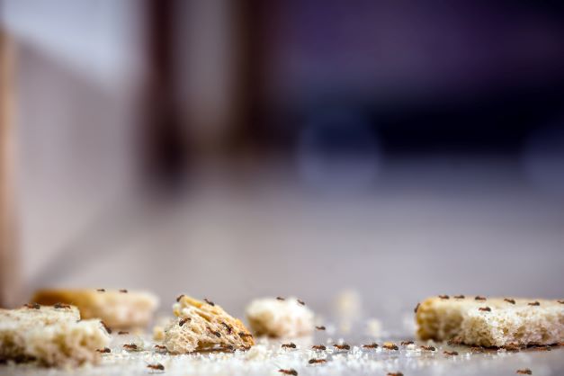 Ants crawling across bread and crumbs on kitchen floor