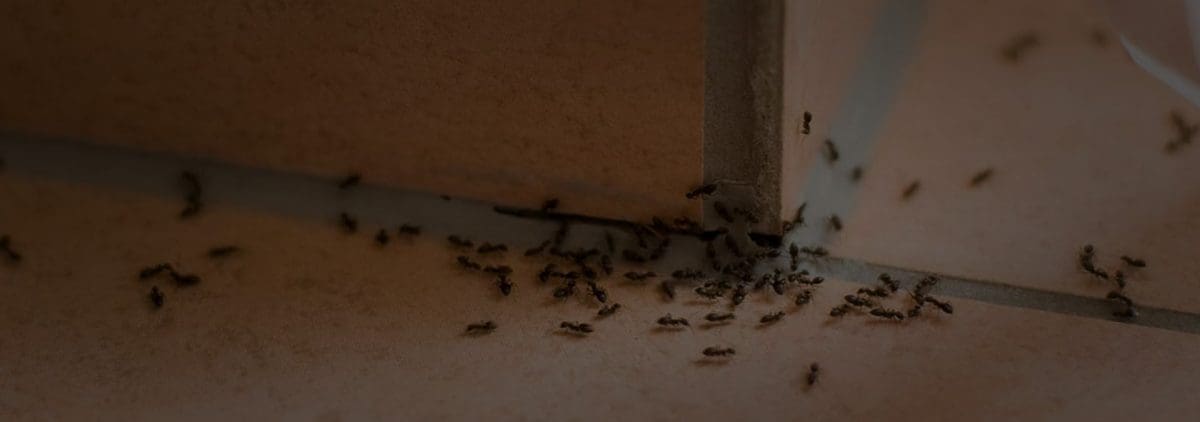 Ants piling up on a kitchen tiles
