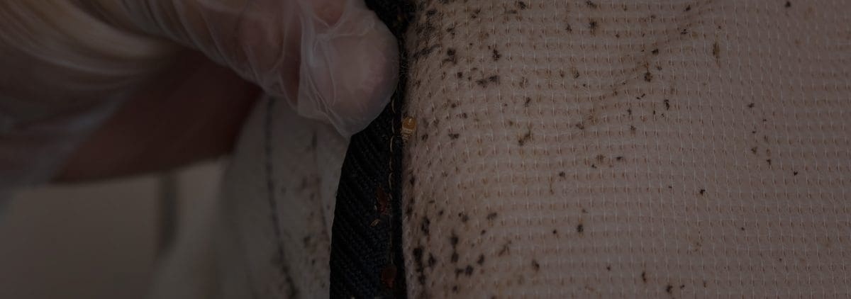 hand revealing bedbug on a mattress