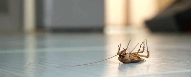 Dead cockroach on tile