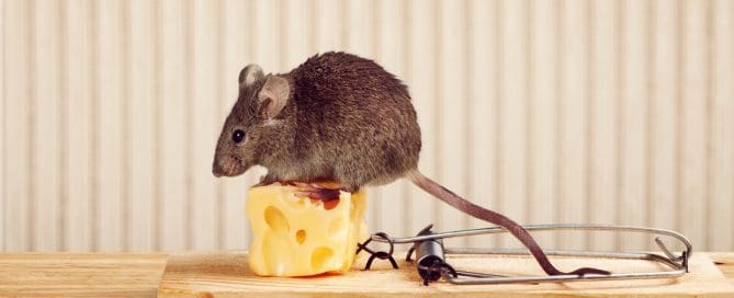Mouse trap with cheese and mouse on top of cheese