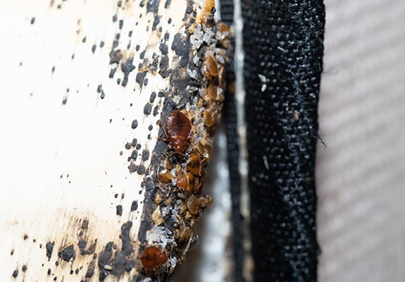 A bedbug on fiber