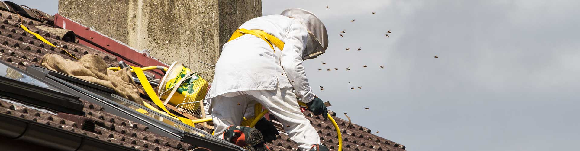 Bee Removal bees being removed from a roof