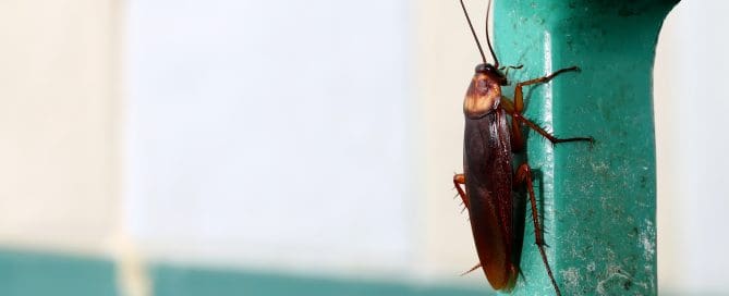 Single cockroach on green handle