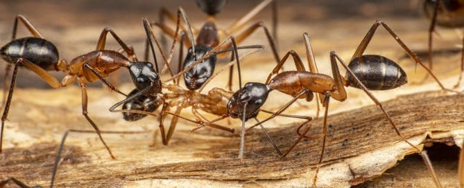 Carpenter ants foraging on dead wood