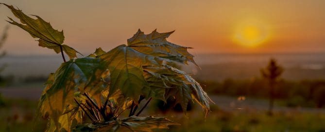 Mosquito flies over maple illuminated by the rising sun
