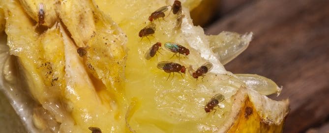 Fruit flies on lemon