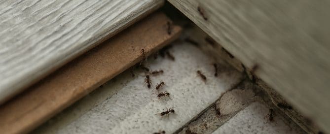 Many ants coming out of a floor in a home.