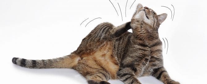 A cat scratching itself in front of a white background