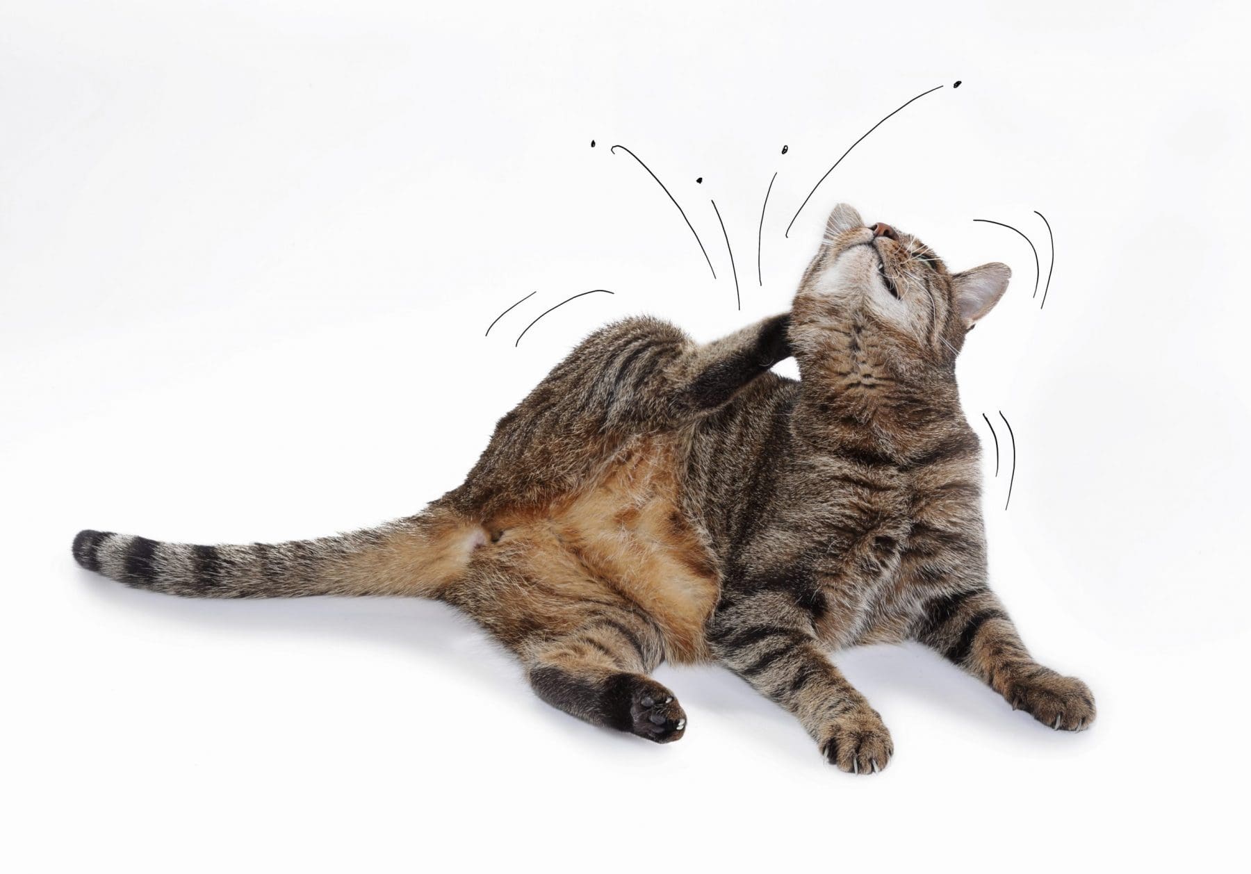 A cat scratching itself because of fleas in front of a white background