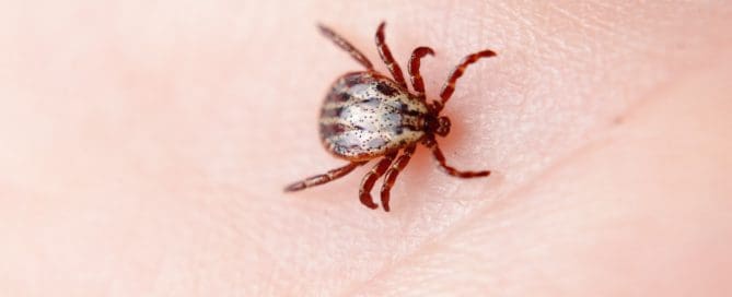 Close up of tick on someone's palm