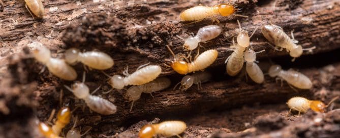 Close up termites on decaying wood.
