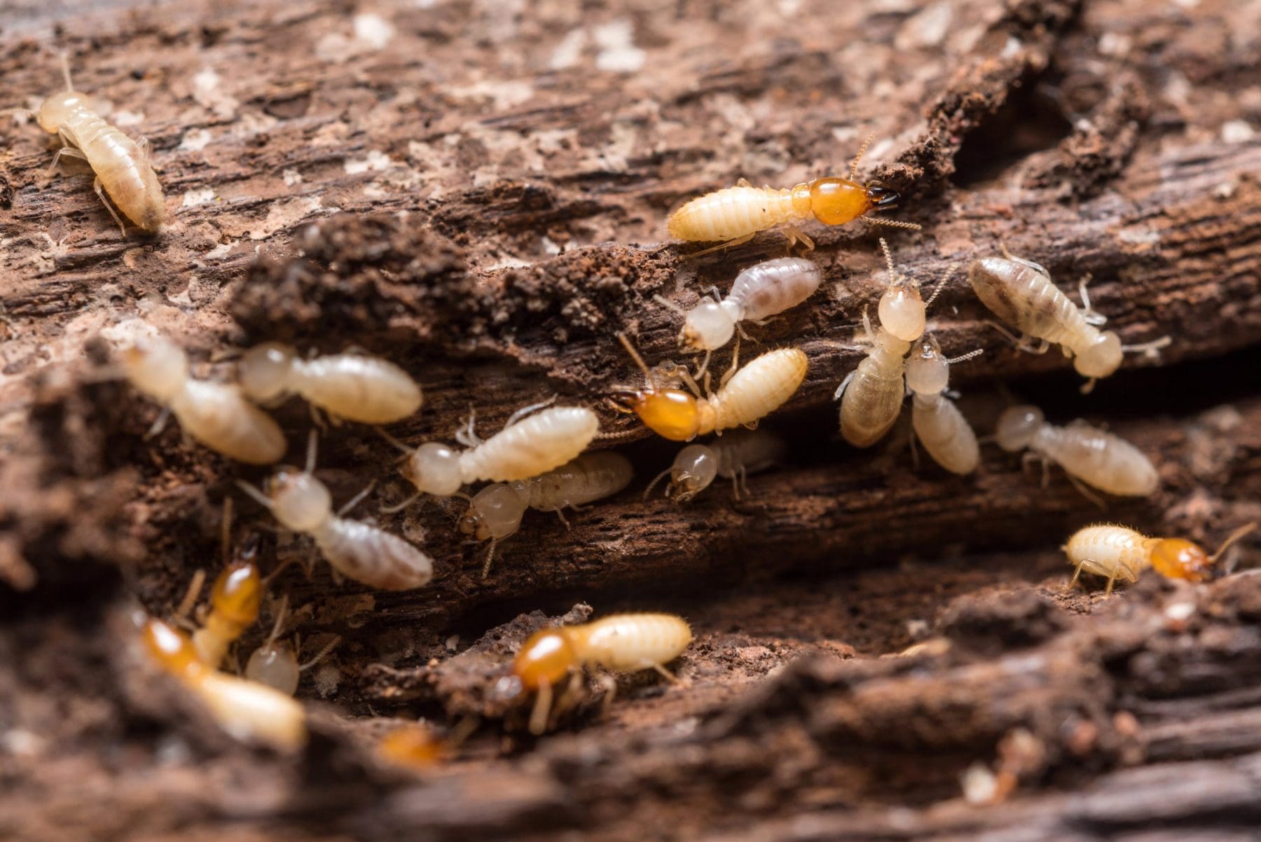 Close up termites on decaying wood.