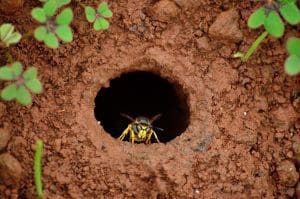 Underground wasp nest, seen from above, vespula germanica