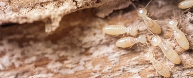 Close up of termites on decomposing wood.