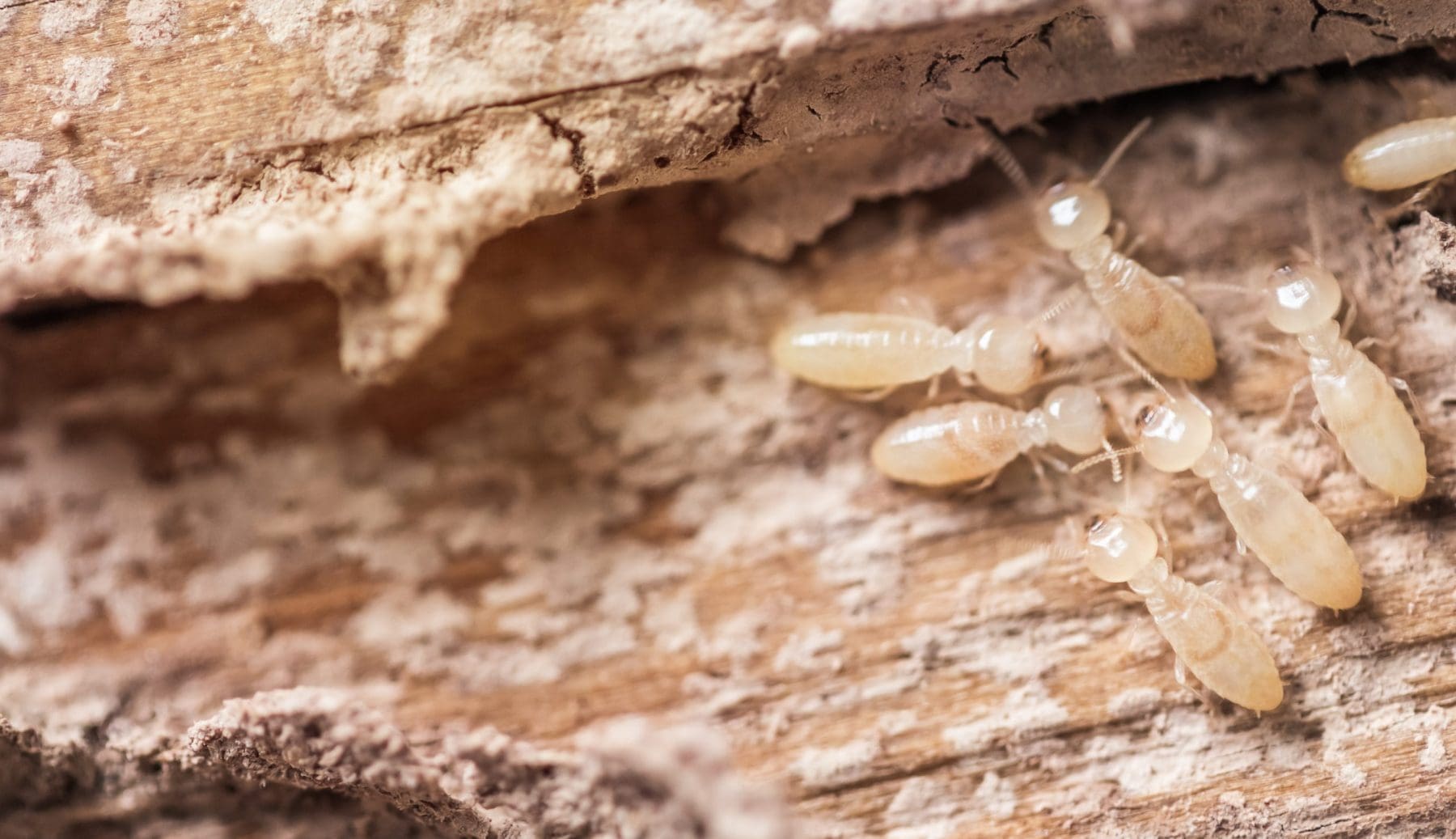 Close up shot, macro white ants or termites on decomposing wood.