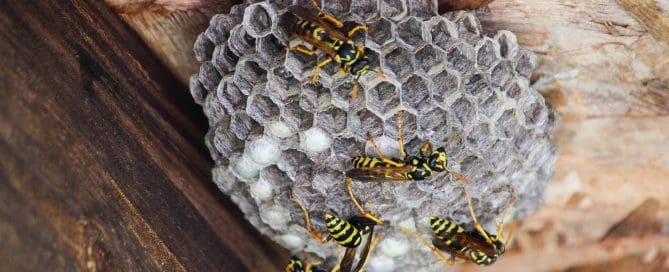 Wasp nest on wood with wasps working