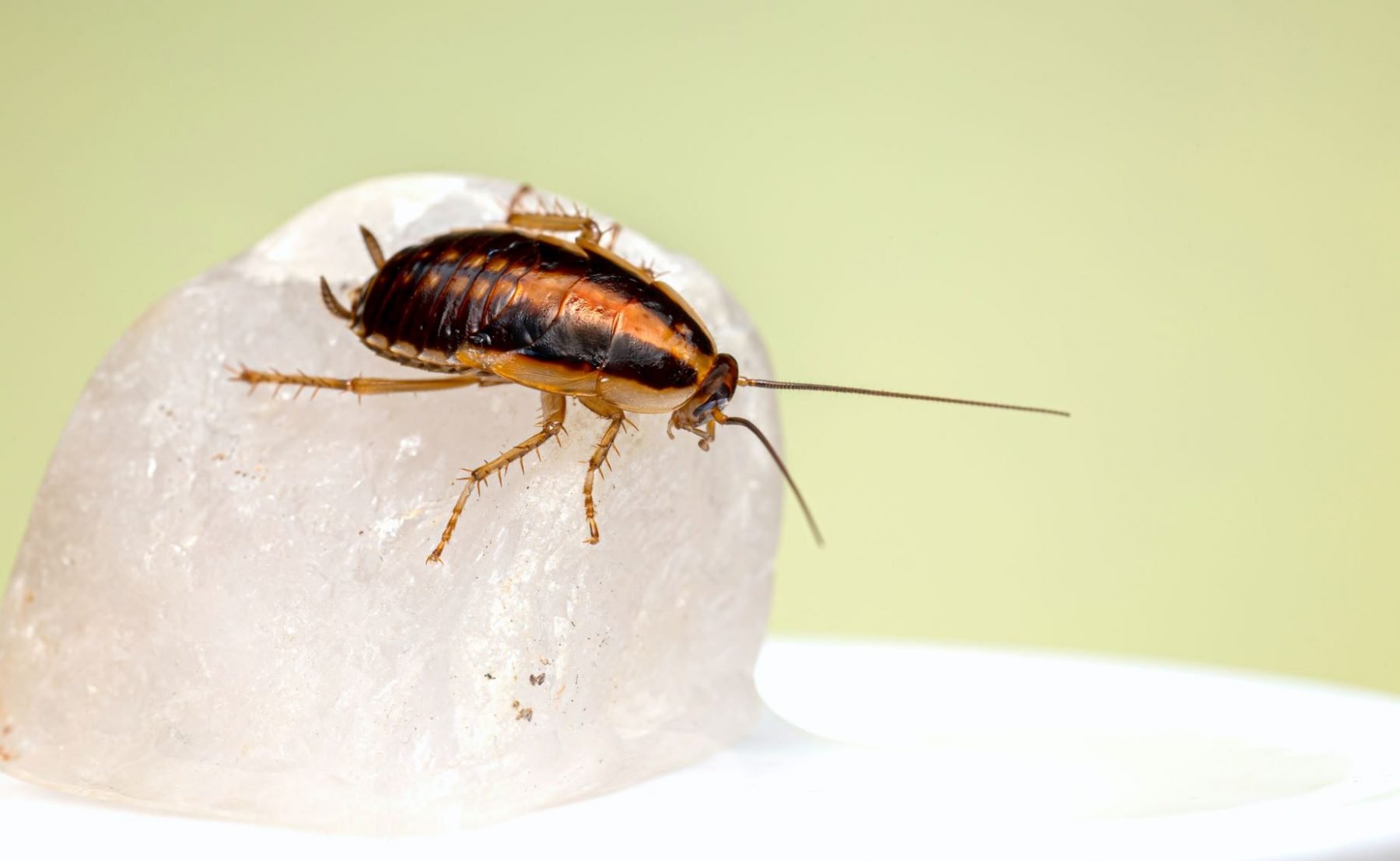 Cockroach on piece of ice