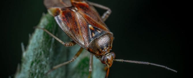 Close up of cockroach on a leaf