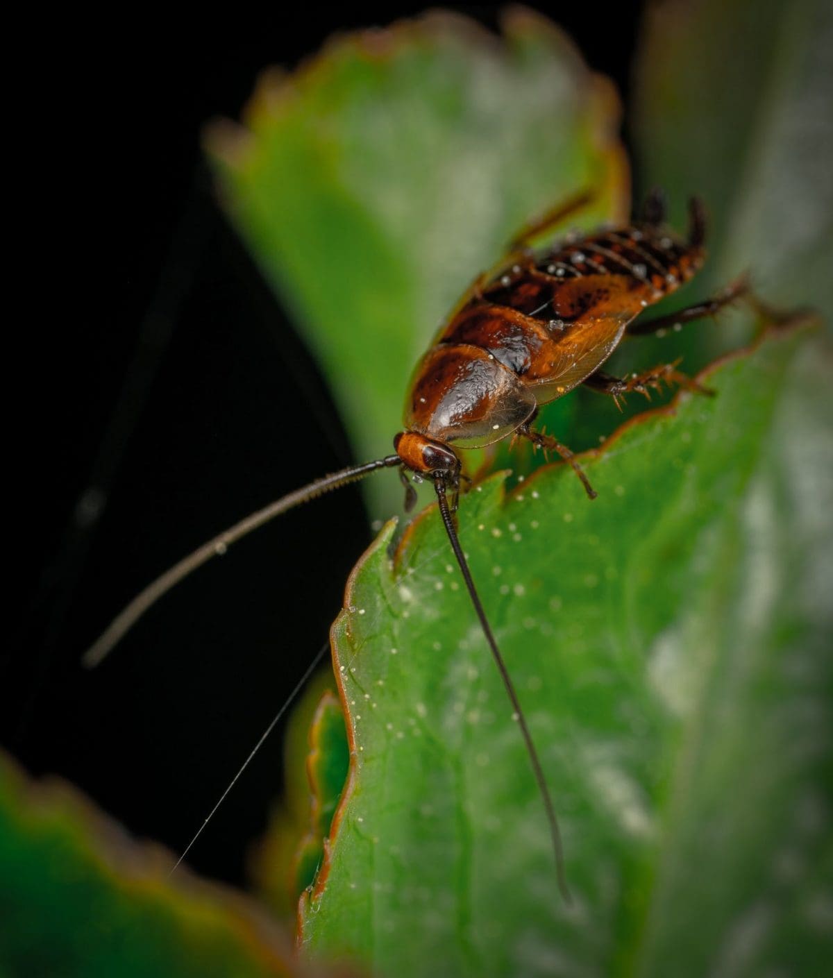 Where Do Cockroaches Come From? Prevent Pest Control