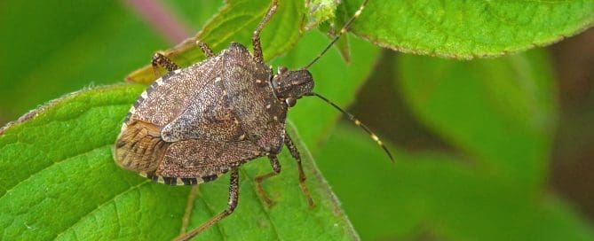 Close up of stink bug outside on a leaf