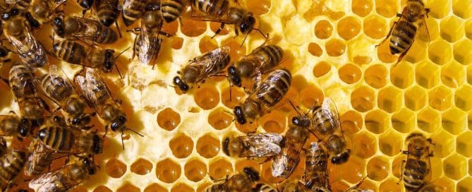 Bees on a honeycomb