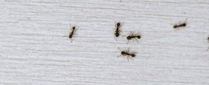 Ants on a white floor