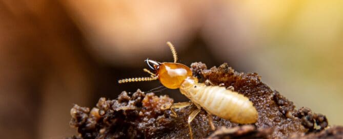 A close up image of a termite on wood