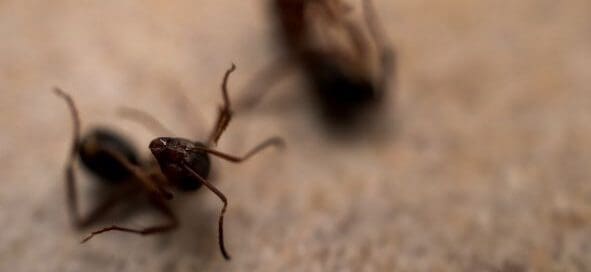 Dead ants curled up close up