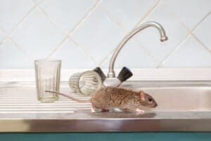 Rat on sink counter in kitchen