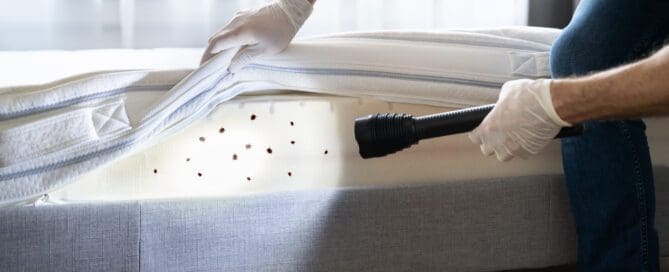 Man looking under sheets with flashlight for bed bugs