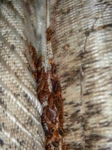 Bed bugs in a mattress's folds and seams.
