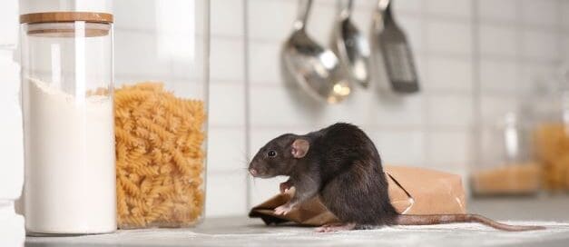 Mouse in kitchen