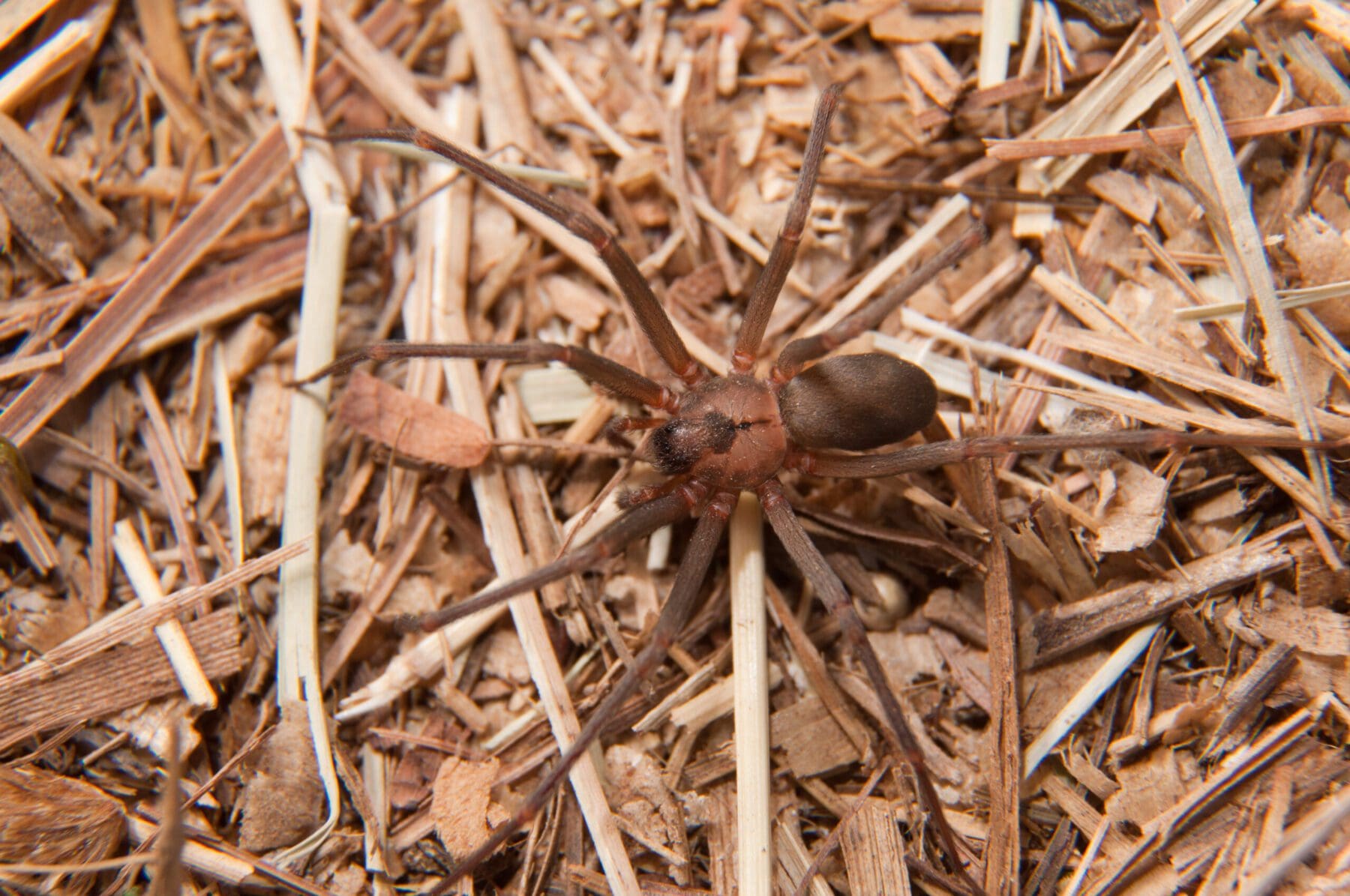 Brown recluse spider on hay or mulch
