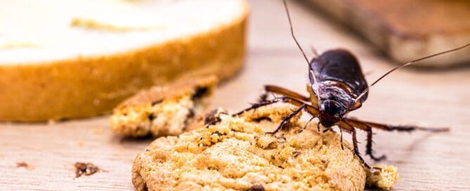 Ordinary American cockroach, walking on table with scraps of food, feeding on crumbs. Concept of lack of hygiene at home, need for pest control prevention