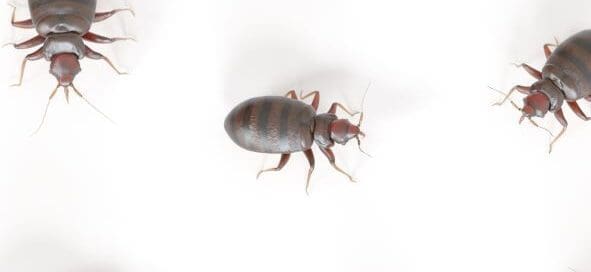 Bed bugs sprawled out on white background