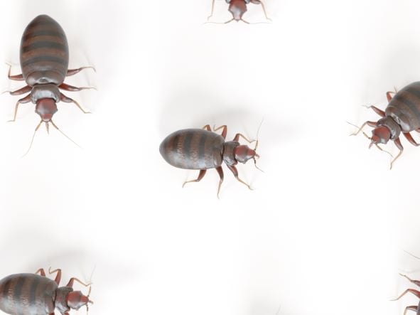 Bed bugs sprawled out on white background