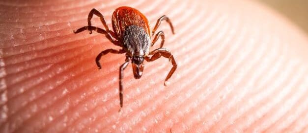 Close up on tick on someone's finger
