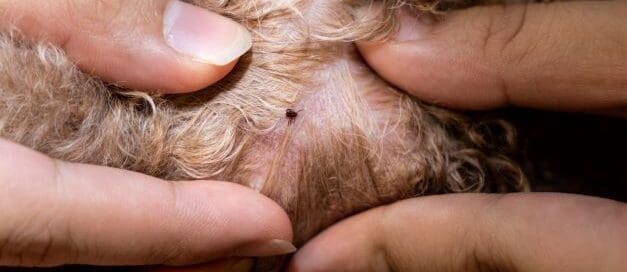 Close up of flea in animal fur