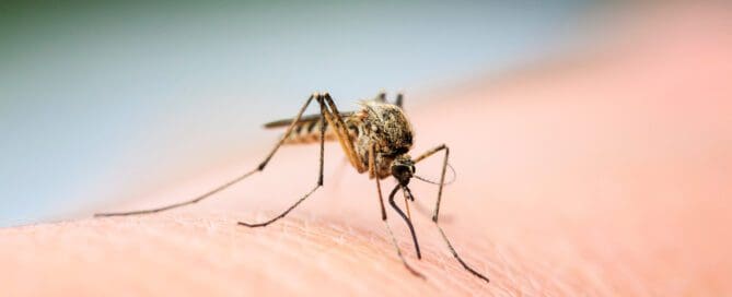 Mosquito on a human finger