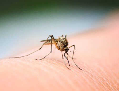 5 Risks of a Mosquito Infestation