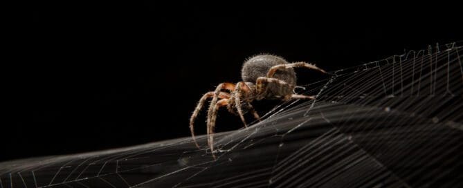 Spider crawling on a web in front of a dark background