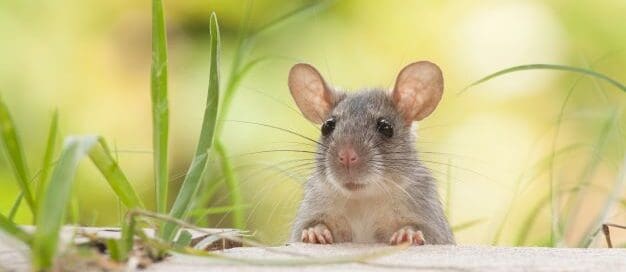 Close up of mouse peeking over pavement
