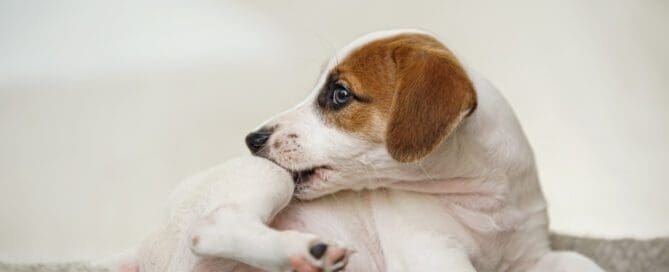 Puppy biting his own leg sitting on a couch