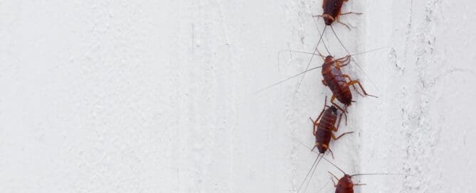 Cockroaches on the white wall of the house