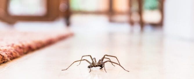 Common house spider on a smooth tile floor