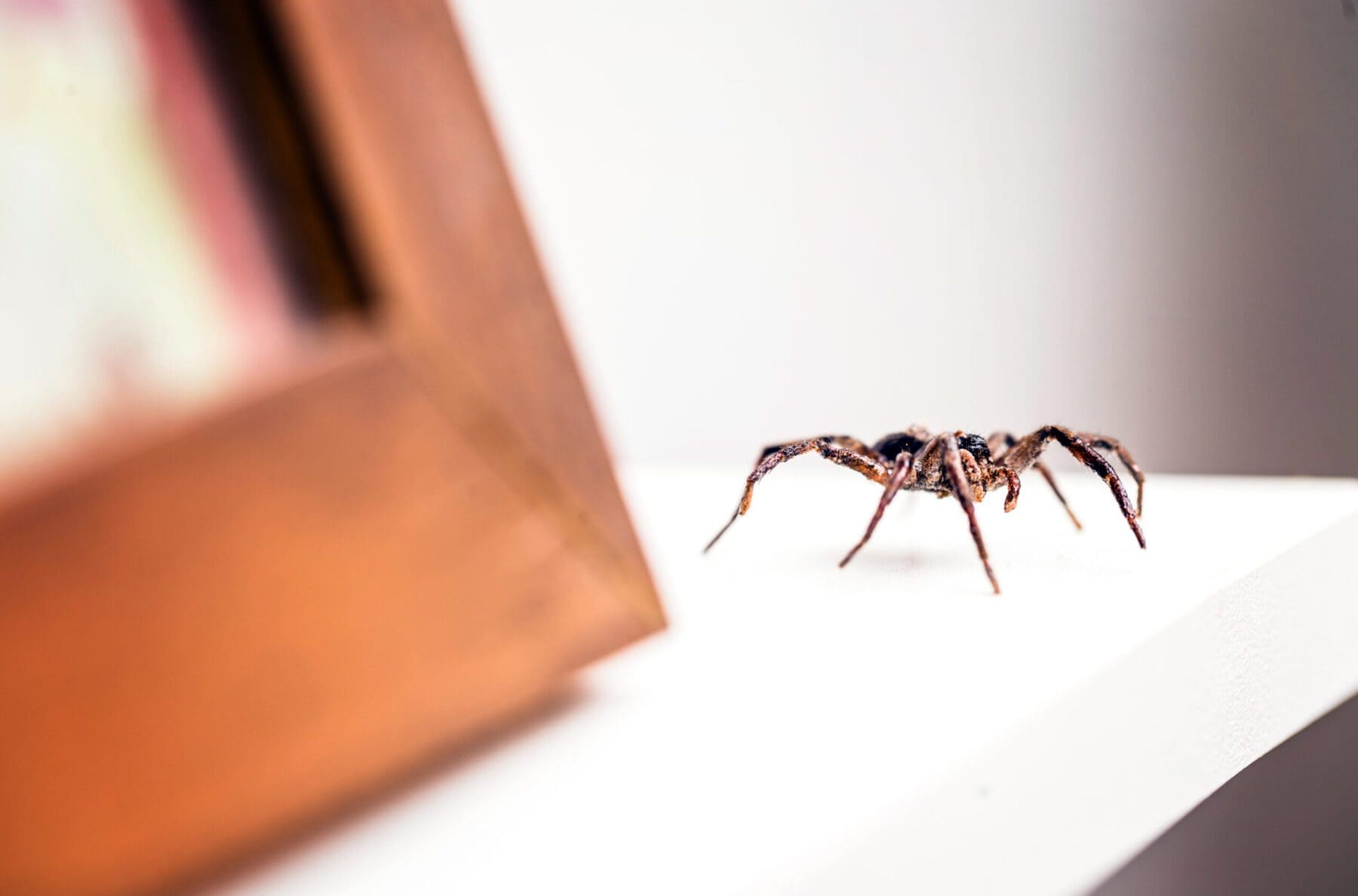 Large brown spider on a mantle